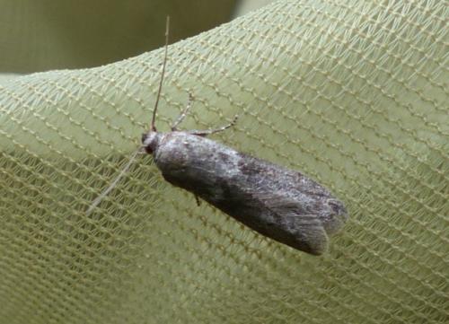 Réf. 324 654 : Blastobasis sp.